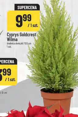 Polomarket Cyprys Goldcrest Wilma oferta