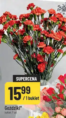 Polomarket Goździki oferta