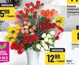 Polomarket Róża oferta