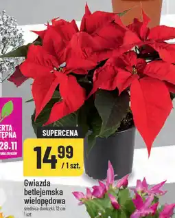 Polomarket Gwiazda Betlejemska wielopędowa oferta