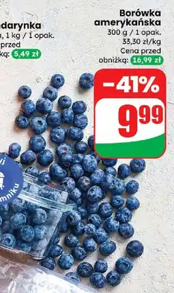 Dino Borówka amerykańska Dino oferta