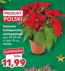 Kaufland Gwiazda betlejemska Polski oferta