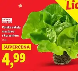 Lidl Polska sałata masłowa z korzeniem oferta