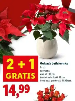 Lidl Gwiazda betlejemska oferta