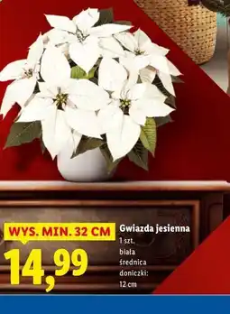 Lidl Gwiazda betlejemska biała oferta