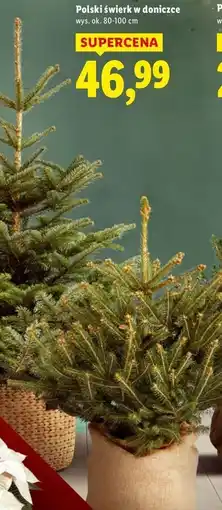 Lidl Polski świerk w doniczce oferta