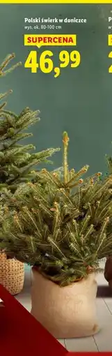 Lidl Świerk żywy 80-100 cm oferta