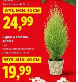 Lidl Cyprys w ozdobnej osłonce oferta