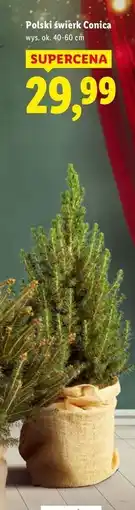 Lidl Świerk conica oferta