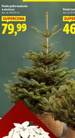 Lidl Jodła kaukaska w doniczce 120-145 cm oferta
