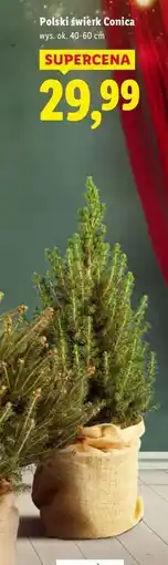 Lidl Polski Świerk Conica oferta