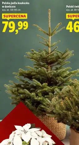 Lidl Polska jodła kaukaska w doniczce oferta