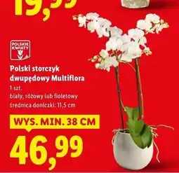 Lidl Polski storczyk dwupędowy Multiflora oferta