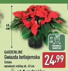 ALDI Gwiazda betlejemska 43 cm Gardenline oferta