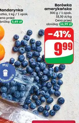 Dino Borówka amerykańska oferta