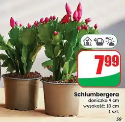 Dino Schlumbergera oferta