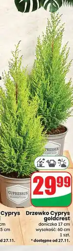 Dino Cyprys goldcrest wys. 60 cm oferta