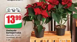 Dino Gwiazda betlejemska oferta