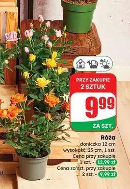 Dino Róża 12 cm oferta