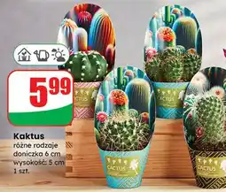 Dino Kaktus oferta