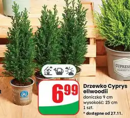 Dino Cyprys ellwoodii don. 9 cm oferta