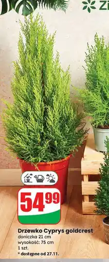 Dino Cyprys goldcrest don. 21 cm oferta