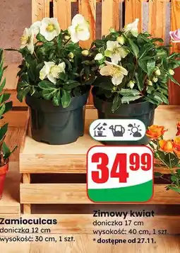 Dino Kwiat zimowy oferta