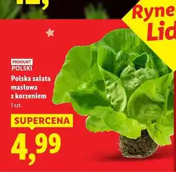Lidl Sałata masłowa z korzeniem polska Lidl oferta