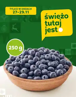 Stokrotka Borówka amerykańska Stokrotka oferta