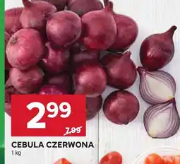 Stokrotka Cebula czerwona Stokrotka oferta