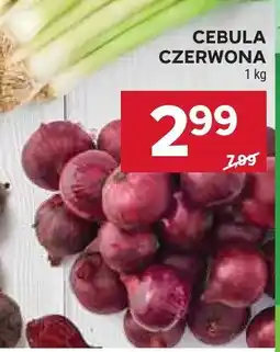 Stokrotka Cebula czerwona Stokrotka oferta