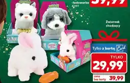 Kaufland Zwierzak chodzący na smyczy oferta