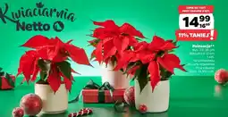 Netto Roślina doniczkowa Netto oferta