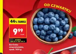 Biedronka Borówka amerykańska oferta
