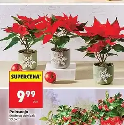 Biedronka Poinsecja jednopędowa doniczka 10.5 cm oferta