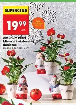 Biedronka Anturium pearl 25 cm oferta