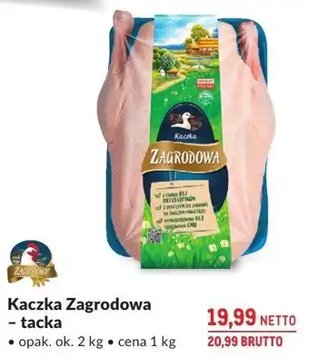 Kaczka Zagrodowa – tacka Makro