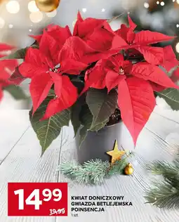 Stokrotka Market Gwiazda betlejemska oferta