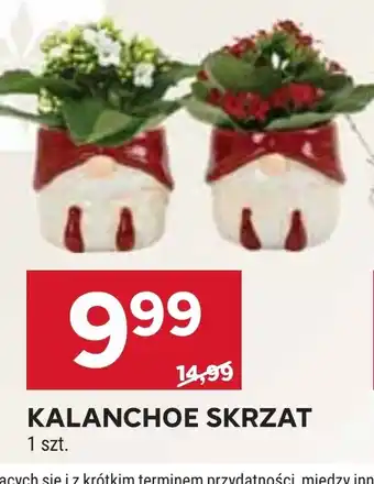 Stokrotka Market Kalanchoe oferta
