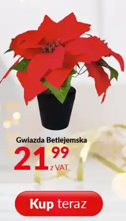 Poczta Polska Gwiazda Betlejemska oferta