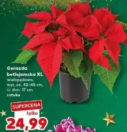 Kaufland Gwiazda betlejemska oferta