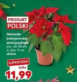 Kaufland Gwiazda betlejemska wielopędowa oferta