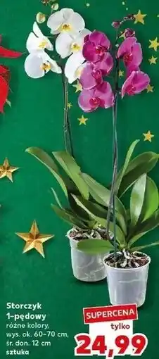 Kaufland Storczyk 1-pędowy oferta