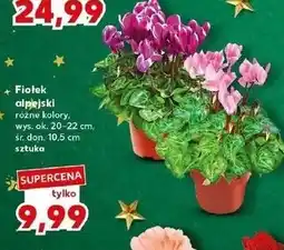 Kaufland Fiołek alpejski oferta