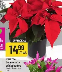 Polomarket Gwiazda betlejemska oferta