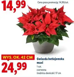 Lidl Gwiazda betlejemska maxi oferta