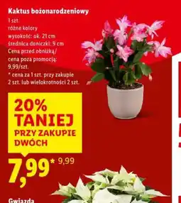 Lidl Kaktus bożonarodzeniowy oferta