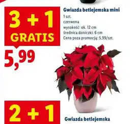 Lidl Gwiazda betlejemska mini oferta