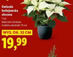 Lidl Gwiazda betlejemska złocona oferta