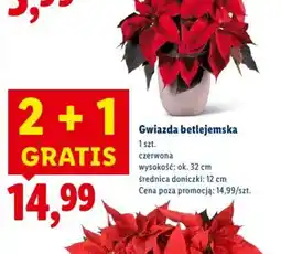 Lidl Gwiazda betlejemska oferta